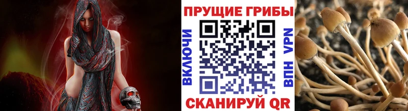 hydra ONION Норильск Галлюциногенные грибы Psilocybine cubensis